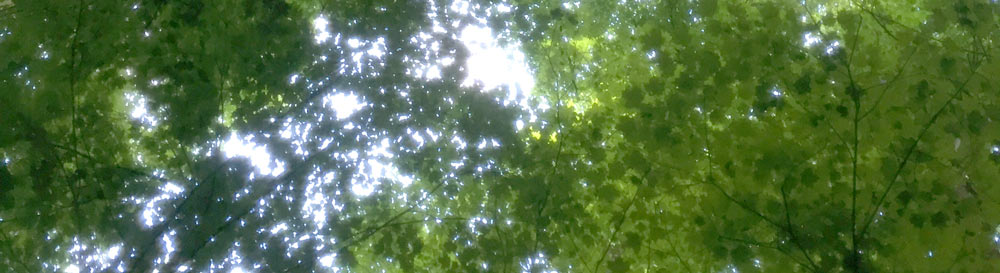 Forest-Bathing-Banner